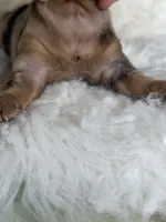 Pixie LH ICA CHIC Parents , a female Miniature Dachshund for sale in Canton, OH – Photo 8 of 10