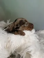 Pixie LH ICA CHIC Parents , a female Miniature Dachshund for sale in Canton, OH – Photo 10 of 10