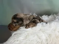 Pixie LH ICA CHIC Parents , a female Miniature Dachshund for sale in Canton, OH – Photo 7 of 10