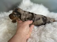 Pixie LH ICA CHIC Parents , a female Miniature Dachshund for sale in Canton, OH – Photo 5 of 10