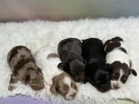 Pixie LH ICA CHIC Parents , a female Miniature Dachshund for sale in Canton, OH – Photo 9 of 10