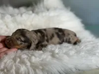 Pixie LH ICA CHIC Parents , a female Miniature Dachshund for sale in Canton, OH – Photo 4 of 10