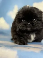 Akc pretzel DNA OFA GC sired, a male Pekingese for sale in East Sparta, OH – 8 of 9