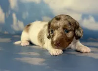 Vixen LH PRA clear OFA Chic parents, a female Miniature Dachshund for sale in East Sparta, OH – 3 of 7