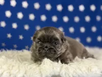 Akc Blue boy DNA OFA , a male Pekingese for sale in Canton, OH – 2 of 5