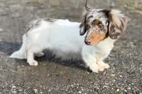 Aca Carlo red Dappled LH chic and PRA clear , a male Miniature Dachshund for sale in Canton, OH – 6 of 9