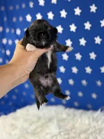 Akc pork chop DNA OFA GC sired, a male Pekingese for sale in Canton, OH – 3 of 8