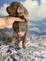 Aca legend LH DNA clear Chic parents Isabella and tan , a male Miniature Dachshund for sale in Canton, OH – Photo 5 of 7