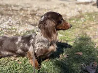Aca legend LH DNA clear Chic parents Isabella and tan , a male Miniature Dachshund for sale in Canton, OH – Photo 7 of 7