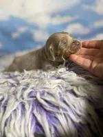 Aca legend LH DNA clear Chic parents Isabella and tan , a male Miniature Dachshund for sale in Canton, OH – Photo 1 of 7