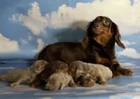 Aca legend LH DNA clear Chic parents Isabella and tan , a male Miniature Dachshund for sale in Canton, OH – Photo 2 of 7