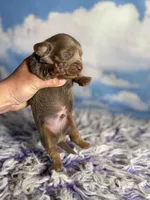 Aca legend LH DNA clear Chic parents Isabella and tan , a male Miniature Dachshund for sale in Canton, OH – Photo 4 of 7