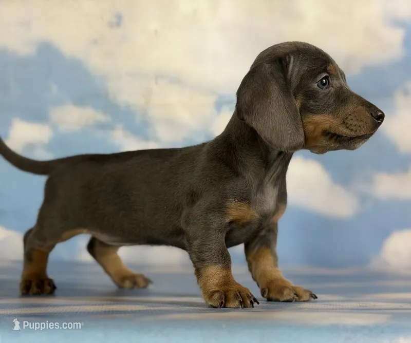 Akc Primrose SH blue and tan DNA OFA  – Miniature Dachshund puppy for sale in Canton, OH