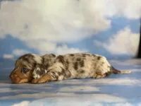 Akc kodiak DNA clear LH , a male Miniature Dachshund for sale in Canton, OH – Photo 2 of 8