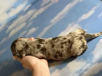 Akc kodiak DNA clear LH , a male Miniature Dachshund for sale in Canton, OH – Photo 6 of 8