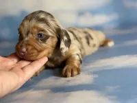 Akc kodiak DNA clear LH , a male Miniature Dachshund for sale in Canton, OH – Photo 5 of 8