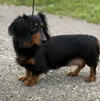 Akc kodiak DNA clear LH , a male Miniature Dachshund for sale in Canton, OH – Photo 8 of 8