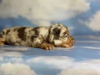 Akc kodiak DNA clear LH , a male Miniature Dachshund for sale in Canton, OH – Photo 3 of 8