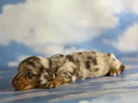 Akc kodiak DNA clear LH , a male Miniature Dachshund for sale in Canton, OH – Photo 4 of 8