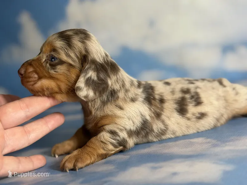 Akc kodiak DNA clear LH  – Miniature Dachshund puppy for sale in Canton, OH
