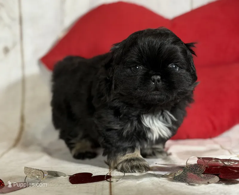 ACA Dobby Black and Tan