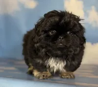 ACA Dobby Black and Tan, a male Pekingese for sale in Canton, OH – Photo 9 of 10