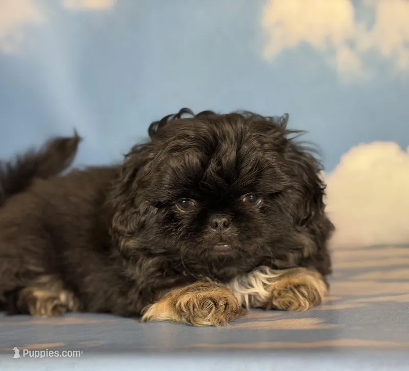 ACA Dobby Black and Tan