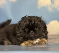 ACA Dobby Black and Tan, a male Pekingese for sale in Canton, OH – Photo 1 of 10