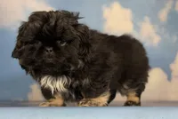 ACA Dobby Black and Tan, a male Pekingese for sale in Canton, OH – Photo 10 of 10