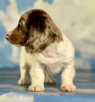 Akc marigold-PRA clear , a female Miniature Dachshund for sale in East Sparta, OH – 2 of 6