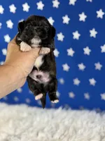 Akc Pickles DNA OFA GC sired , a male Pekingese for sale in Canton, OH – 2 of 7
