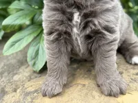 Simone DNA OFA , a female Newfoundland for sale in Canton, OH – 4 of 6