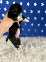 Akc Beyoncé DNA OFA , a female Pekingese for sale in Canton, OH – 7 of 7