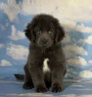 Phoebe DNA OFA Gray , a female Newfoundland for sale in Canton, OH – 7 of 9