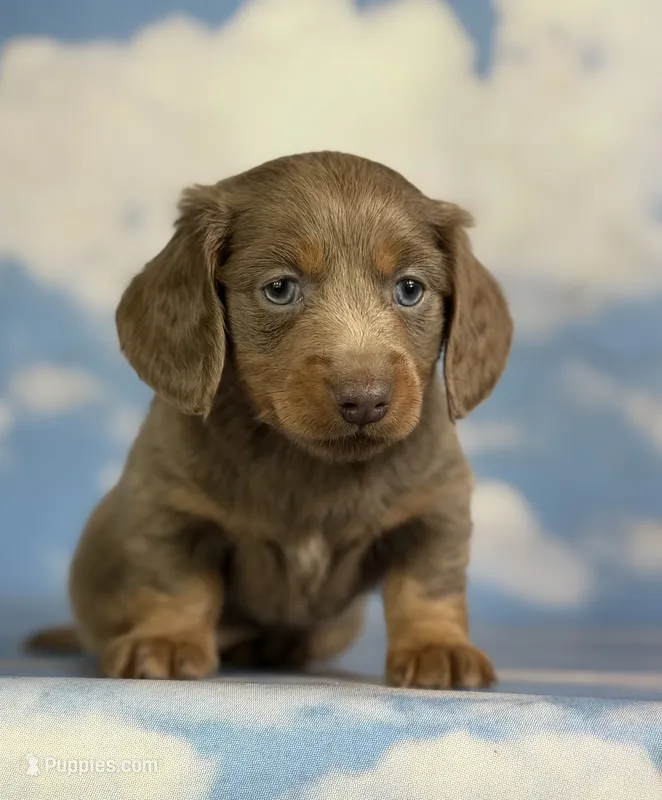 Aca Lotus LH DNA clear chic parents Isabella and tan NON dappled – Miniature Dachshund puppy for sale in Canton, OH