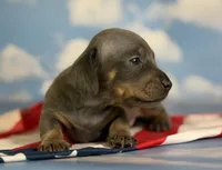 Akc Primrose SH blue and tan DNA OFA , a female Miniature Dachshund for sale in Canton, OH – 2 of 7