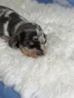 Akc Fantasia SH Blue and tan dappled Chic and DNA parents , a female Miniature Dachshund for sale in Canton, OH – 4 of 10