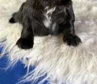 Akc Jet DNA OFA , a male Pekingese for sale in Canton, OH – 4 of 4