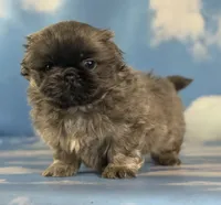 Akc Blue boy DNA OFA , a male Pekingese for sale in East Sparta, OH – 7 of 9