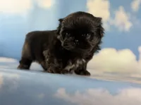 Akc Jet DNA OFA , a male Pekingese for sale in East Sparta, OH – 6 of 8