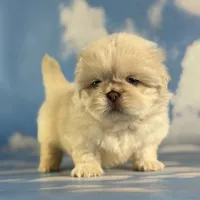 Akc jelly  chocolate covered cream DNA OFA , a male Pekingese for sale in East Sparta, OH – 7 of 8