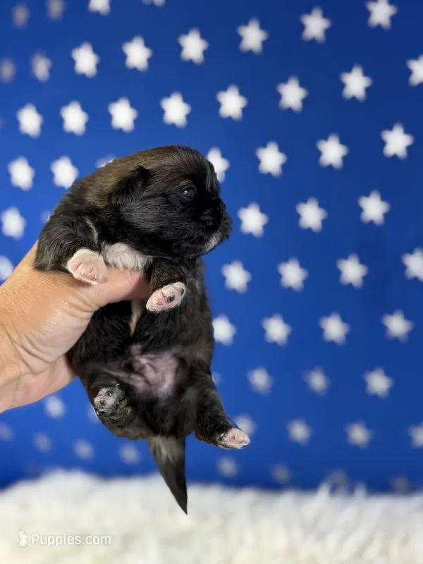 Akc pork chop DNA OFA GC sired – Pekingese puppy for sale in Canton, OH