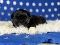 Akc Beyoncé DNA OFA , a female Pekingese for sale in Canton, OH – 2 of 7