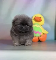 Noodle , a male Pekingese for sale in Canton, OH – Photo 4 of 6