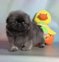 Noodle , a male Pekingese for sale in Canton, OH – Photo 2 of 6