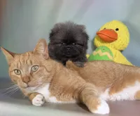 Noodle , a male Pekingese for sale in Canton, OH – Photo 1 of 6