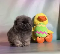 Noodle , a male Pekingese for sale in Canton, OH – Photo 5 of 6