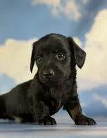 Akc Raven black brindle pointed LH  PRA clear Chic parents, a male Miniature Dachshund for sale in East Sparta, OH – 3 of 7