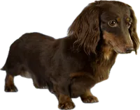 ACA Einstein LH PRA clear OFA Chic Parents, a male Miniature Dachshund for sale in Canton, OH – 8 of 8