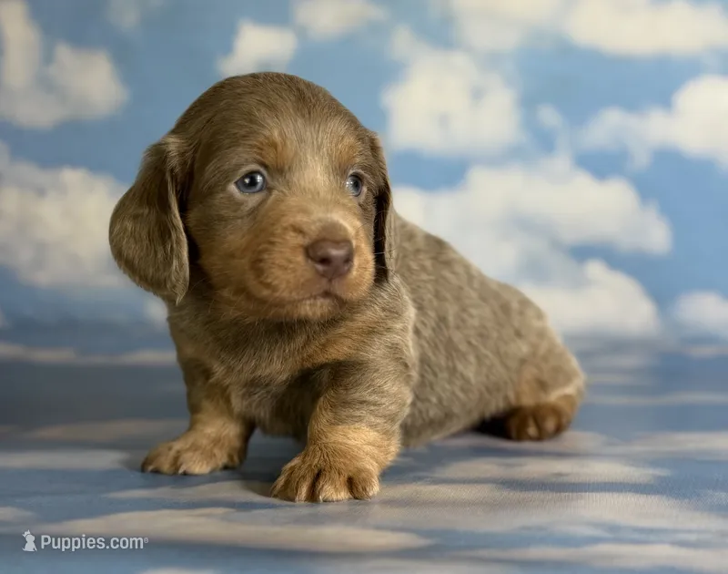 Aca legend LH DNA clear Chic parents Isabella and tan  – Miniature Dachshund puppy for sale in Canton, OH